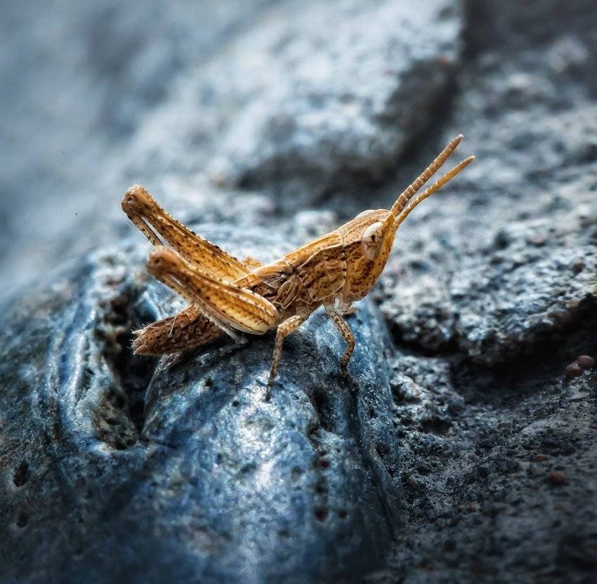 , Ратушнова-Осинцева Арина