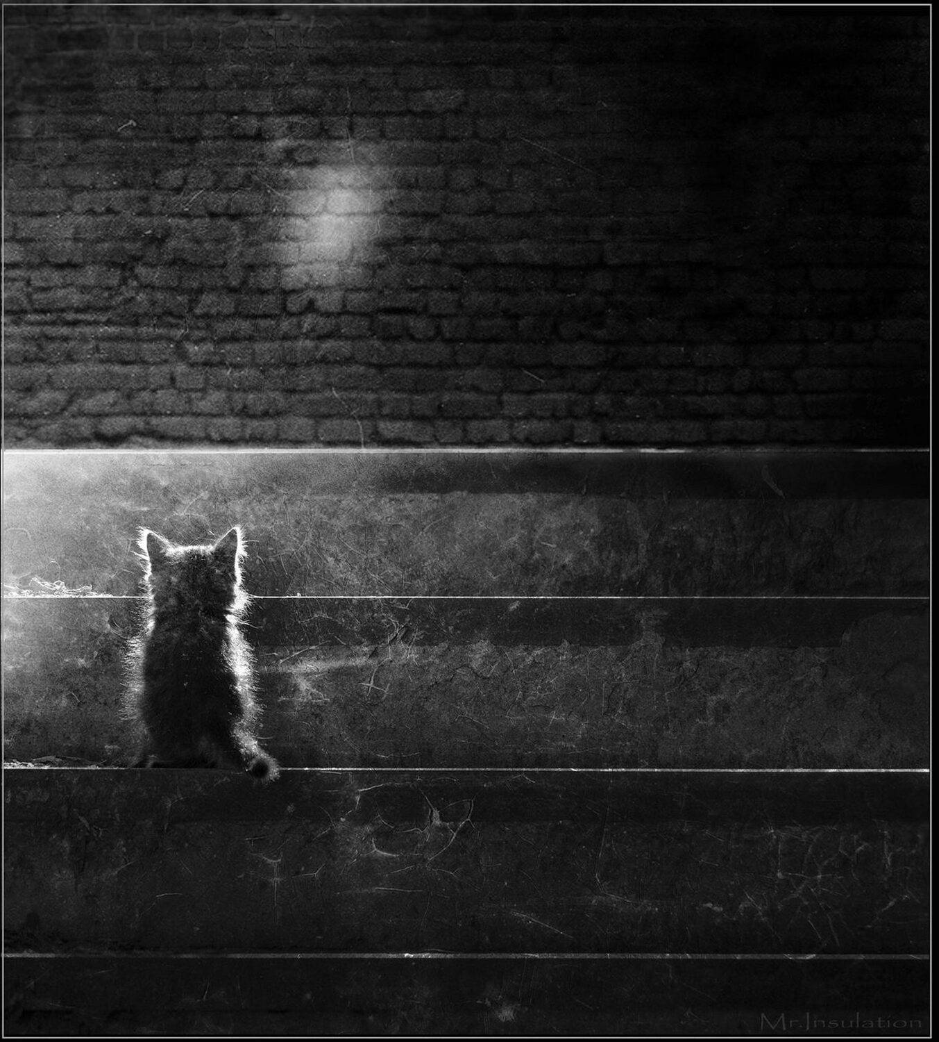 , Владислав Холодков