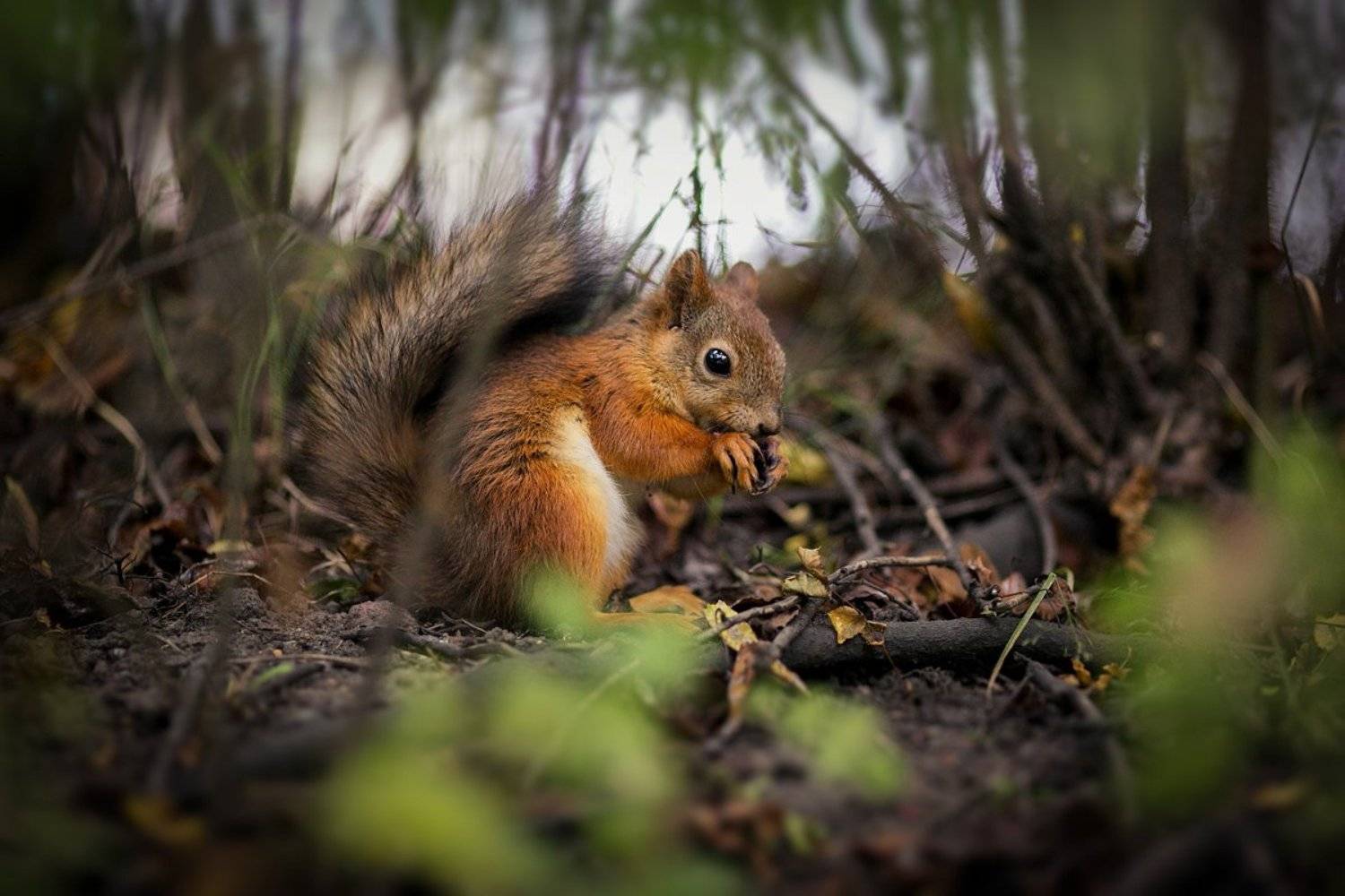 , Андро Александр