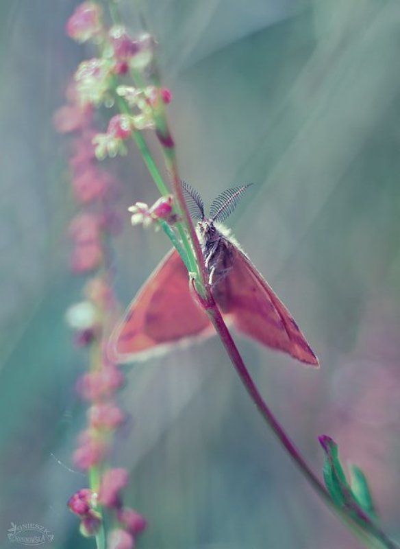 Sudamek фото превью