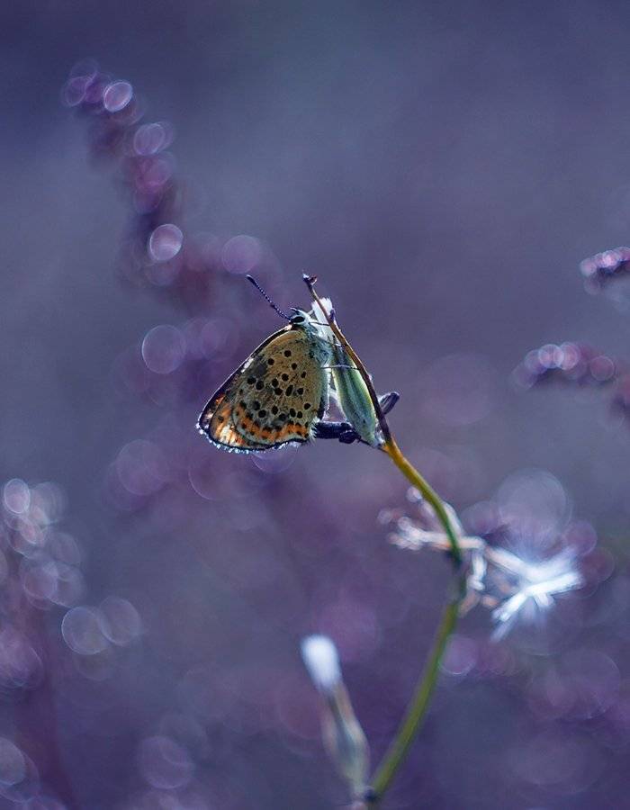 , Pawel Plucinski
