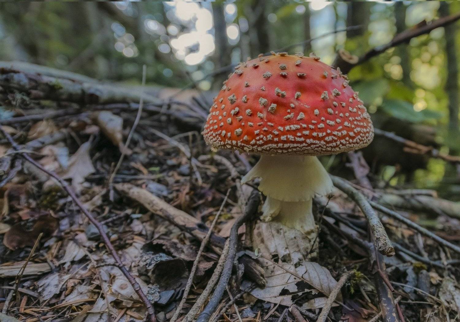 август, 2016, горы, лес, ФЁДОР