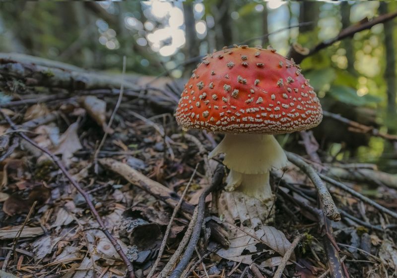 август, 2016, горы, лес ЖИВУТ В ЛЕСУ ТАКИЕ ШТУКИ фото превью