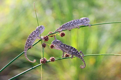 baby chameleons