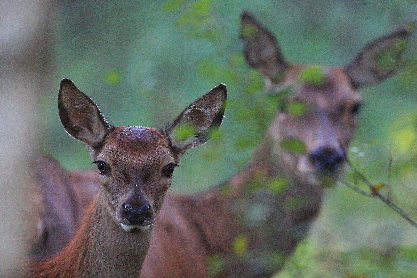 , Андрей Шимчук