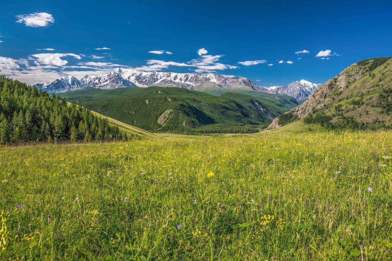 горы, лето, небо,облака, цветы, трава, деревья, утро, Алтай, Северо-Чуйский хребет, ледники, природа, пейзаж, Сергей Ослопов