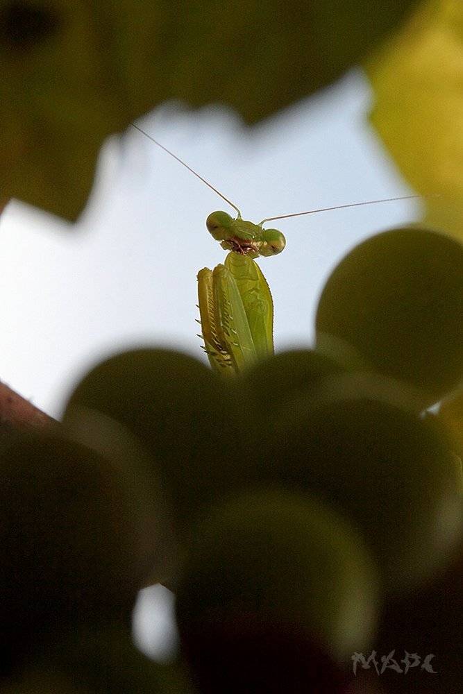 , Шангареев Марс
