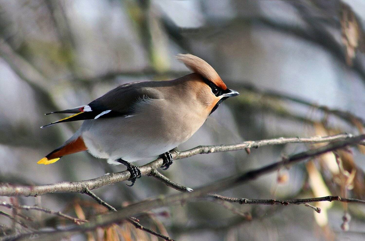 птицы, свиристель., Свистков Александр