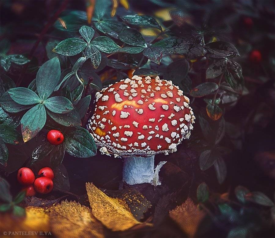 , Пантелеев Илья