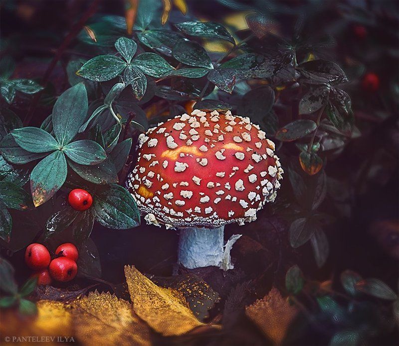 *** фото превью