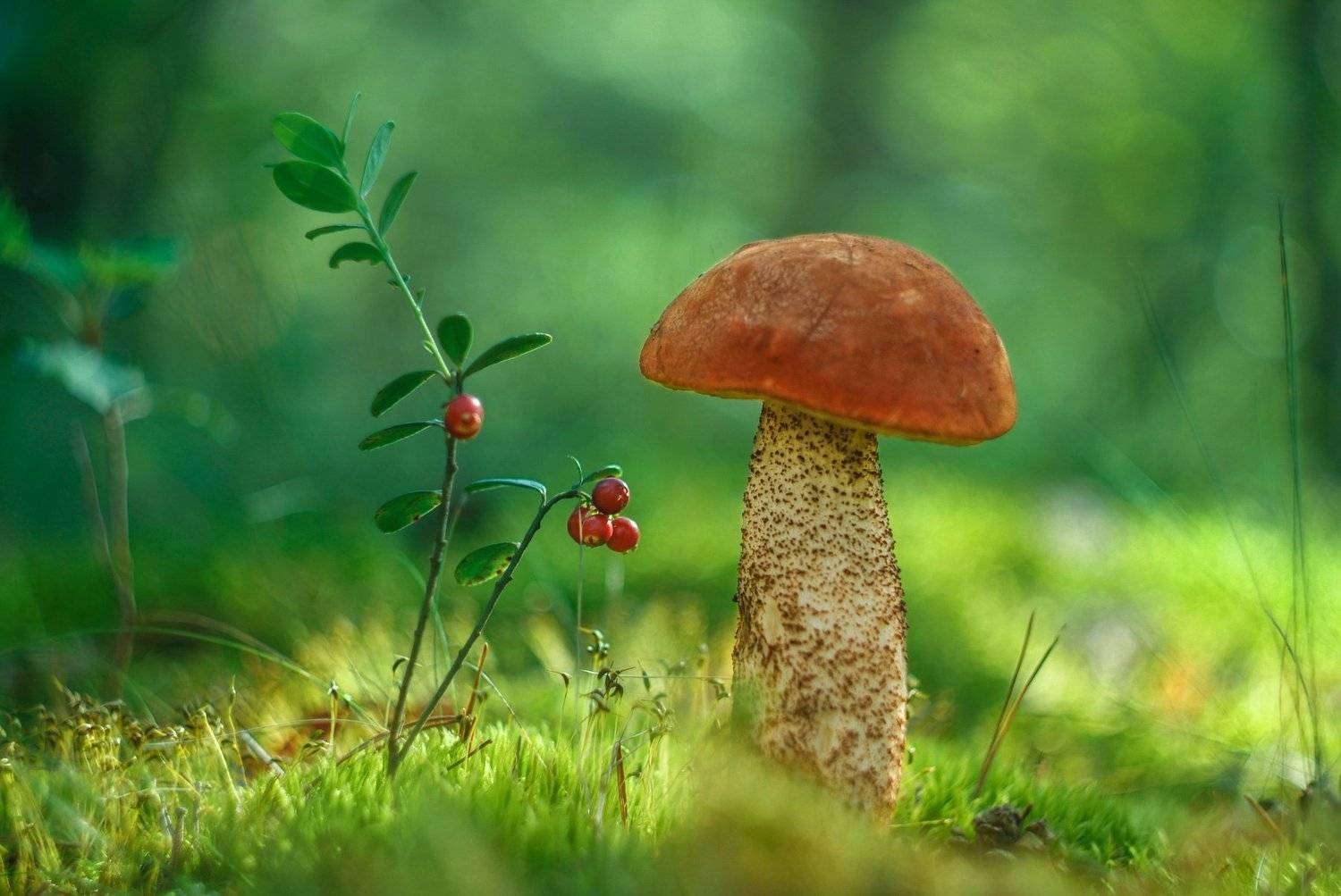 , Александр Гвоздь