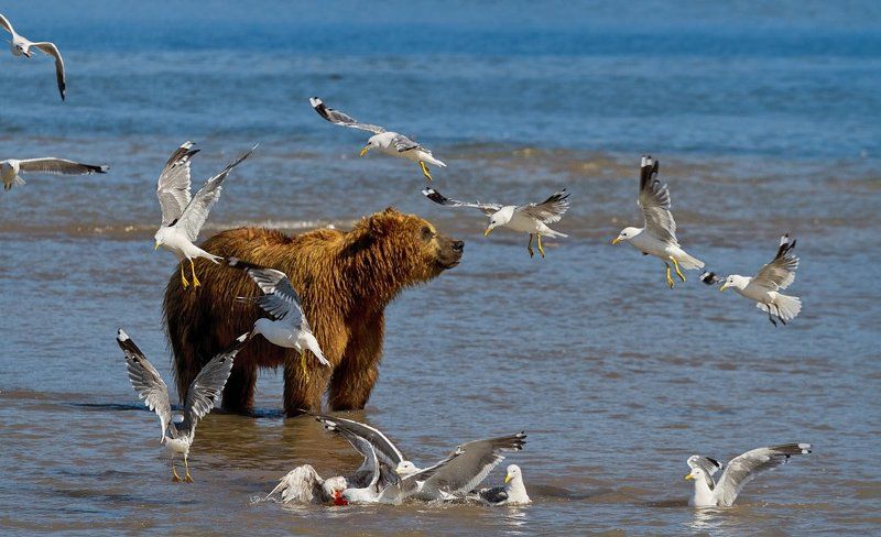 Seaguls VS Bears фото превью