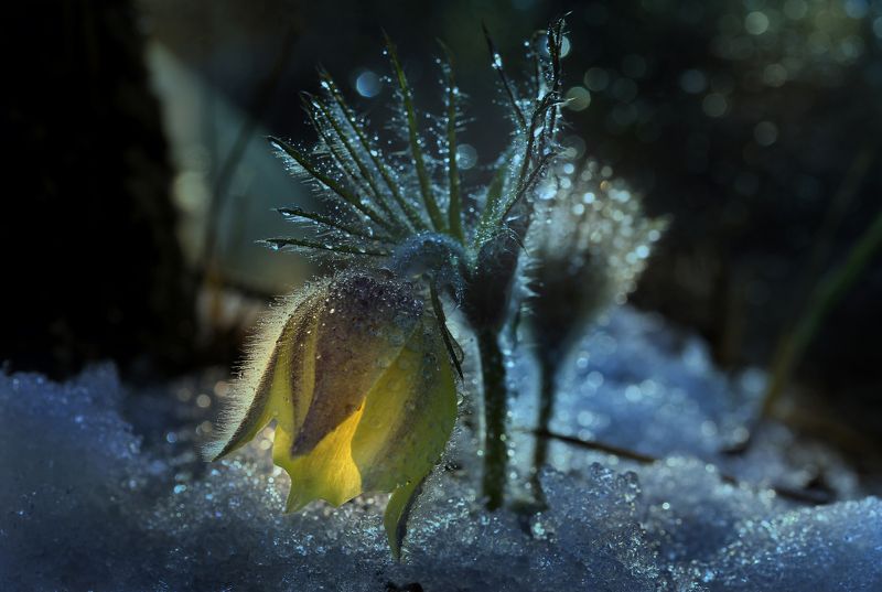 *** фото превью