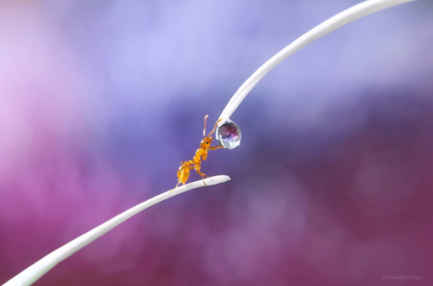 Капля, Макро, Муравей, Полюшко Сергей