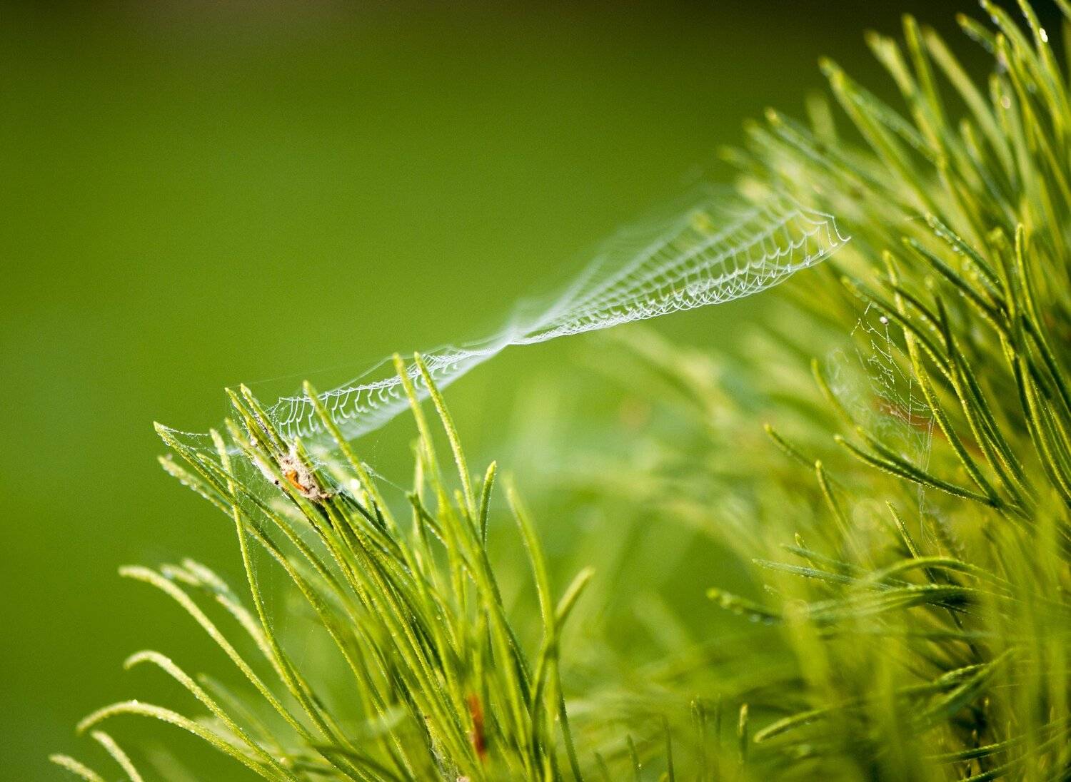 Паутина, Сосновые иглы, Daiva Cirtautė