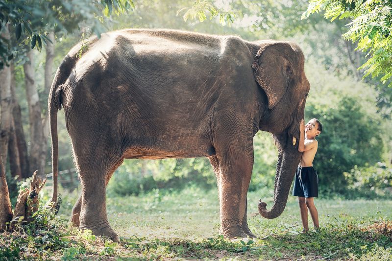 africa, animal, asian, attachment, ayutthaya, beast, big, black, boy, bright, cambodia, canny, child, clasp, close, conservation, drag, elephant, endangered, friend, friendship, heavy, herbivore, hug, huge, innocent, intelligent, jungle, laos, large, life Friendship between children with elephant фото превью