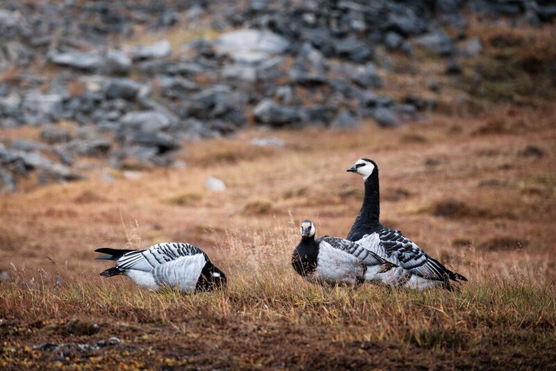 Geese фото превью