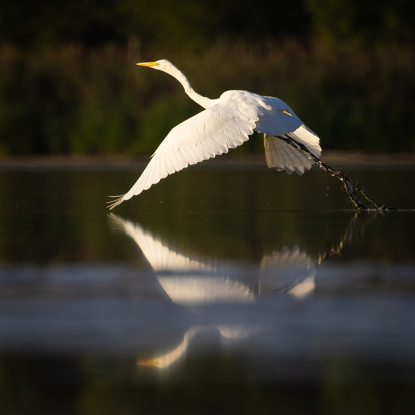 Heron. Автор: Adamec Robert , Adamec Robert