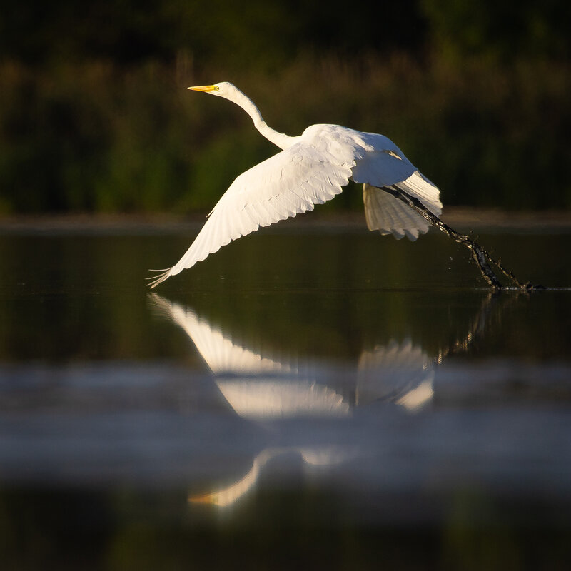 Heron фото превью