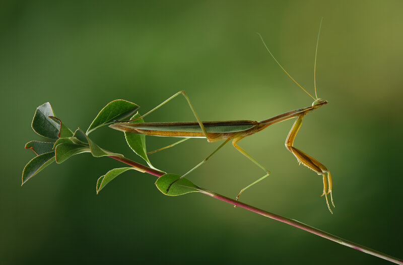 mantis, praying mantis, macro, sunset Emerald in gold фото превью