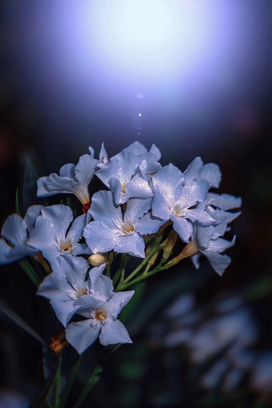 макро, macro, цветы, flowers Олеандр фото превью