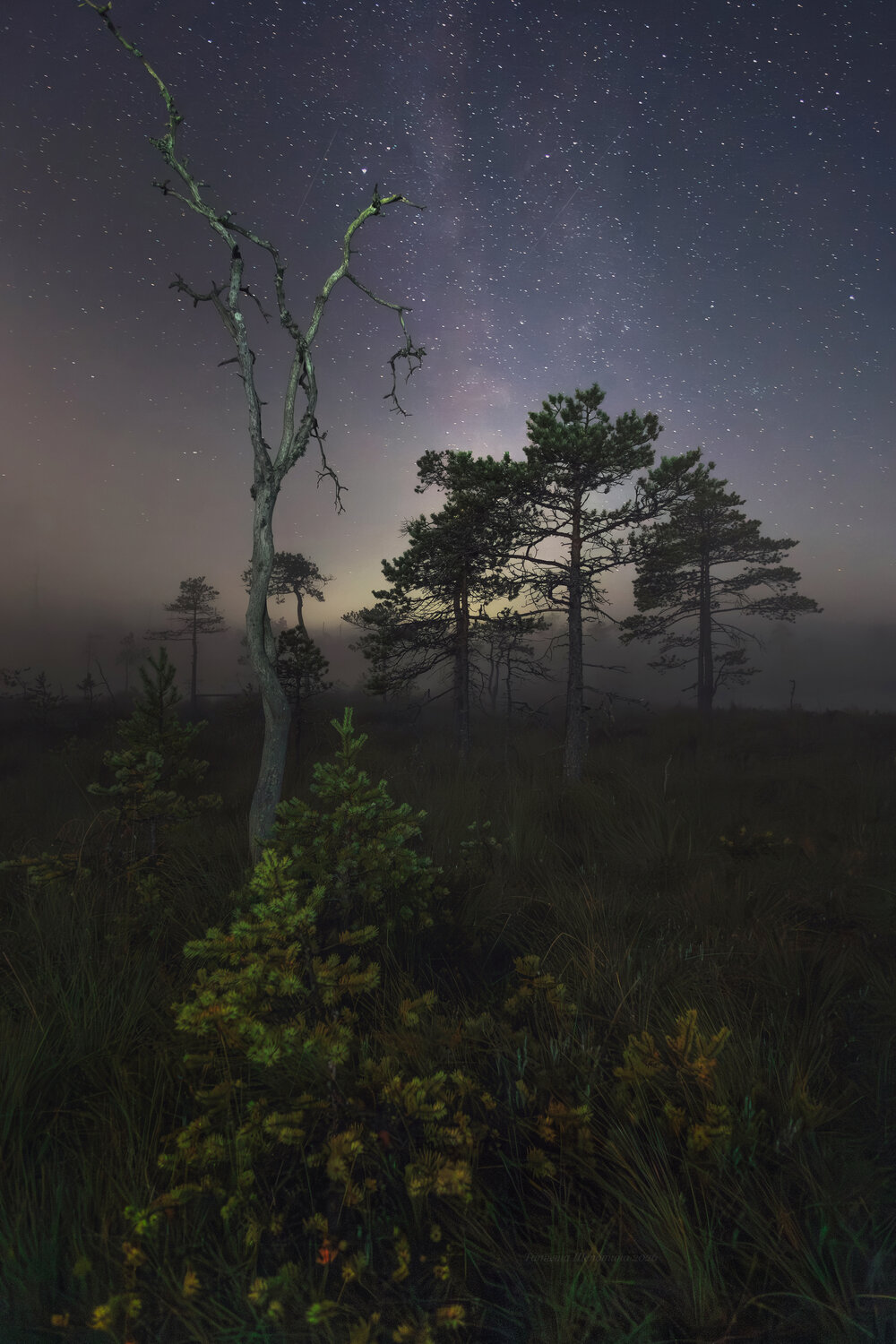 болото, ленобласть, пейзаж, ночной пейзаж, природа, карельский перешеек, night, nature, swamps, landscape, болота, ленинградская область, пейзажи россии, russia, млечный путь, Щепотина Татьяна