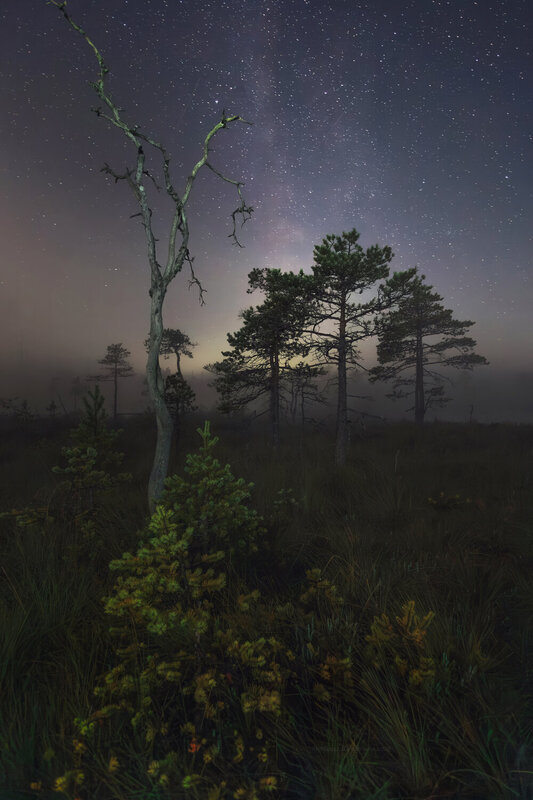 Летняя ночь на болотах фото превью