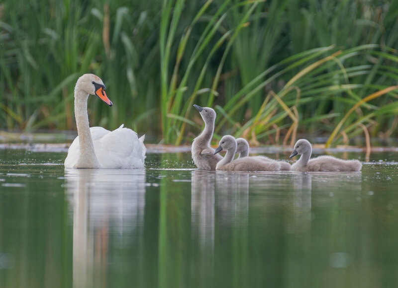 лебеди, лебедь-шипун, птицы, птенцы, фотоохота, birds Мама, я умею! фото превью