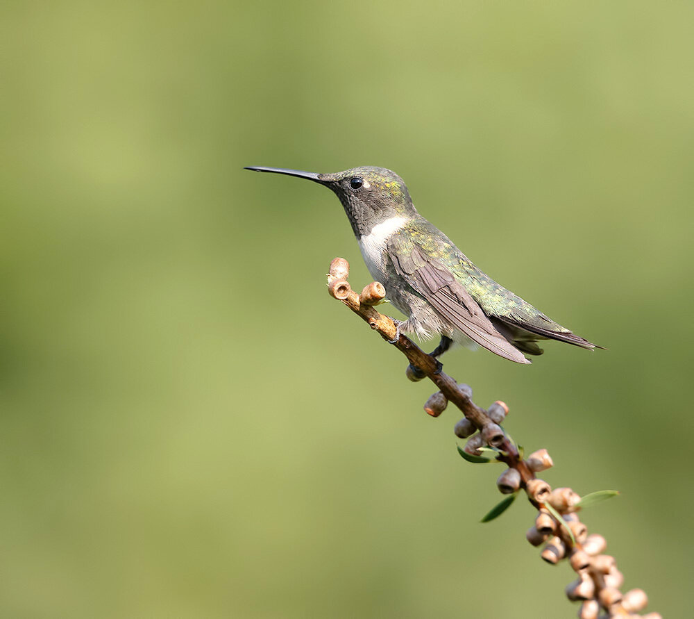 рубиновогорлый колибри, колибри, hummingbird, птицы, birds, wild, ruby-throated hummingbird, Etkind Elizabeth