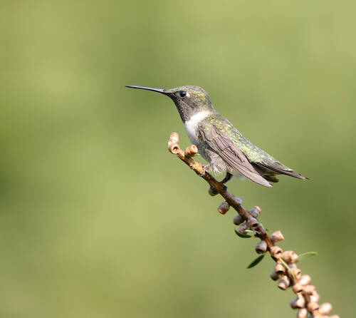 Ruby-throated Hummingbird - Рубиновогорлый Колибри