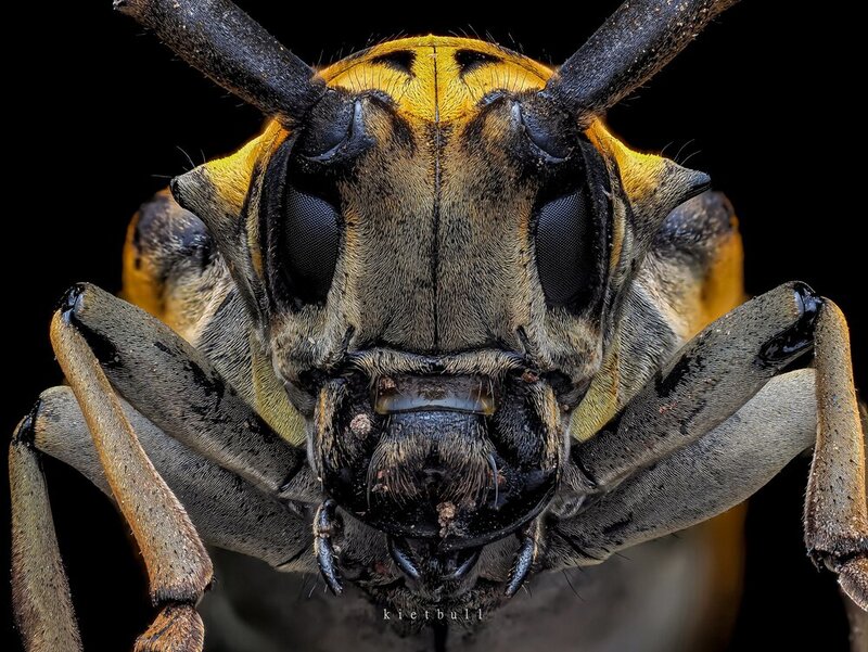 A longhorn beetle фото превью