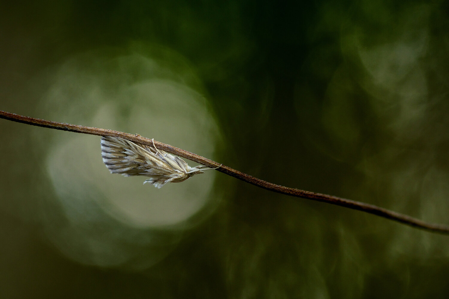 lepidoptera, insect, bokeh, nature, animal, close up, selective focus, Andr&eacute;s Emilio