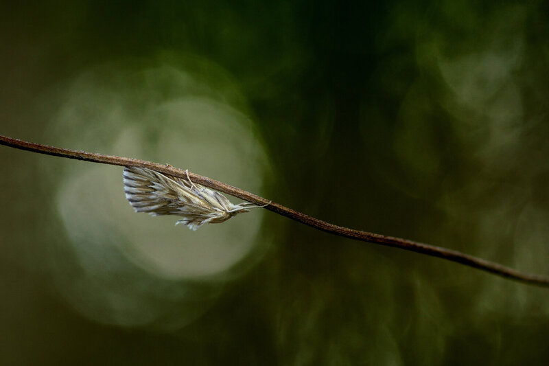 Cyanela dentalis фото превью