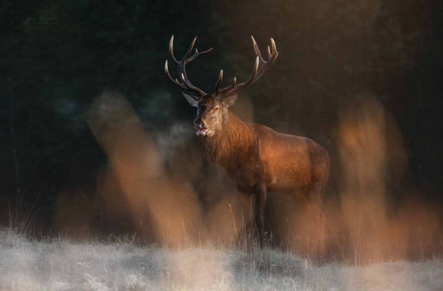олень, благородный олень, гон, осенний гон, беларусь, красный бор, deer, stag, deerseason, Рудченко Ольга