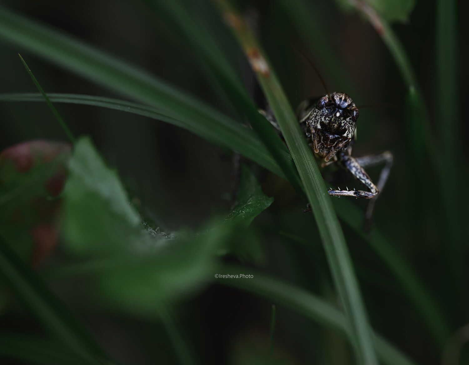 Macro, Ирешева Мария
