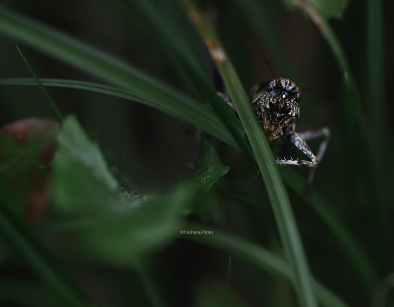 Macro Зловещий портрет кузнечика фото превью