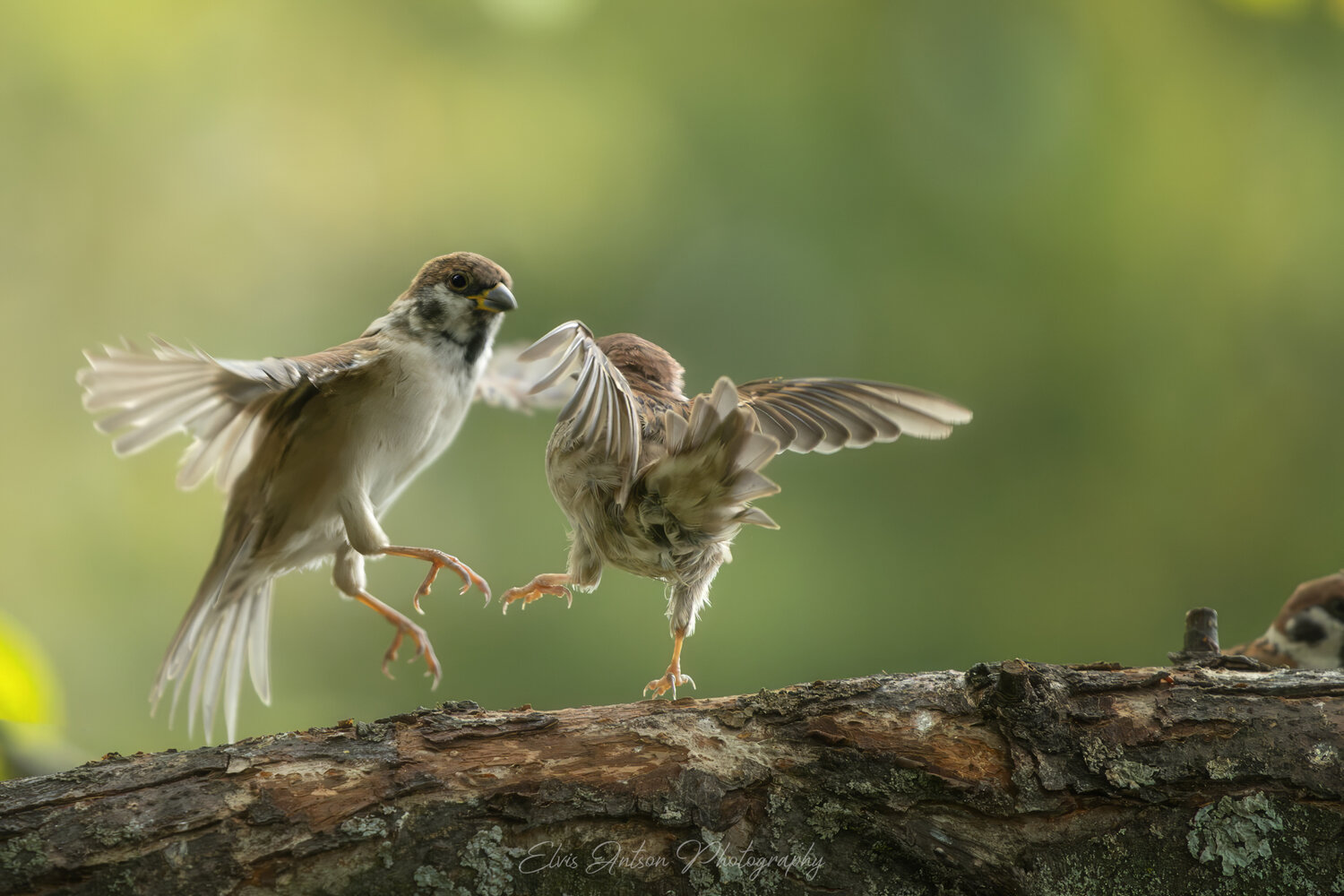 action shot, wildlife, воробей, воробьи, полевой воробей, sparrow, birds, birdwatching, elvis antson, орнитология, дикие птицы, кострома, костромская область, пернатые, братья наши меньшие, движение, полет, птицы европы, птицы россии, наблюдение за птицам, Antson Elvis