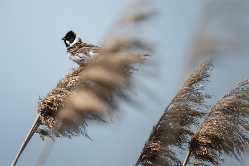 Тростниковая овсянка (Emberiza schoeniclus) фото превью