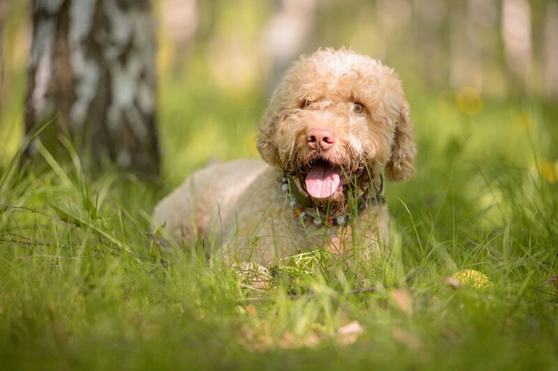 Lagotto Romagnolo фото превью