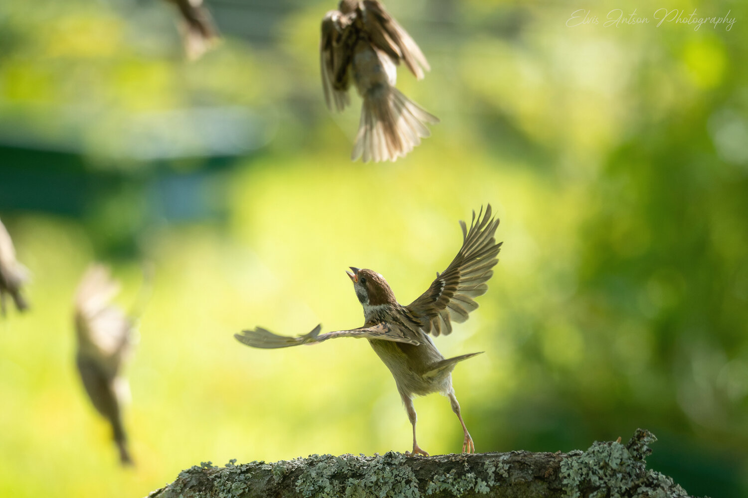 action shot, wildlife, воробей, воробьи, полевой воробей, sparrow, birds, birdwatching, elvis antson, орнитология, дикие птицы, кострома, костромская область, пернатые, братья наши меньшие, движение, полет, птицы россии, птицы европы, наблюдение за птицам, Antson Elvis