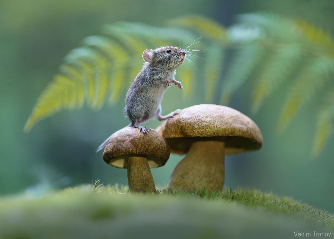 мышь, гриб, mouse, Вадим Трунов