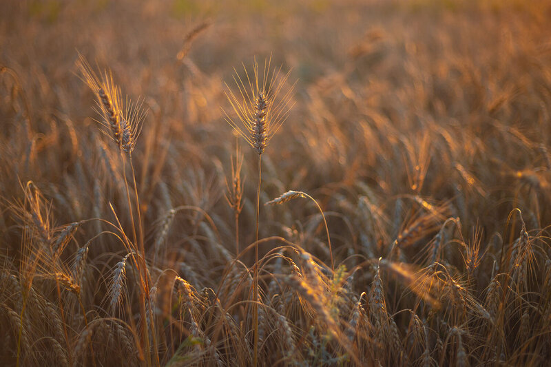 На рассвете фото превью