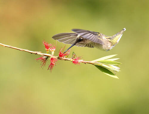 Ruby-throated Hummingbird. Рубиновогорлый Колибри.самка.