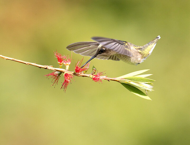 ruby-throated hummingbird, hummingbird, рубиновогорлый колибри, колибри, birds, wild, птицы Ruby-throated Hummingbird.  Рубиновогорлый Колибри.самка. фото превью