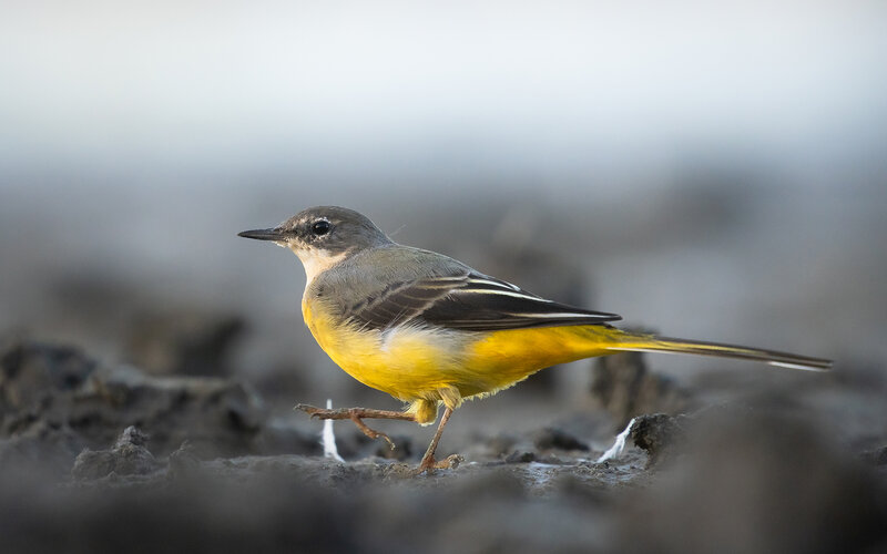 Grey Wagtail фото превью