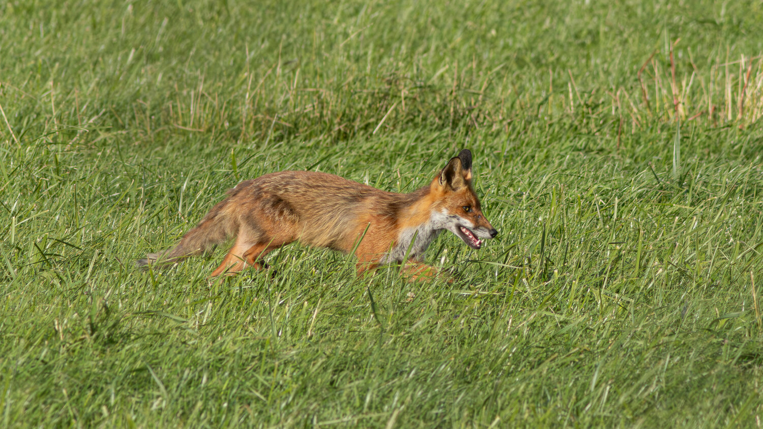 обыкновенная лисица, рыжая лисица, лиса, vulpes vulpes, red fox, fox, Бондаренко Георгий
