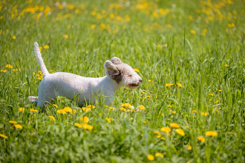 Lagotto Romagnolo фото превью