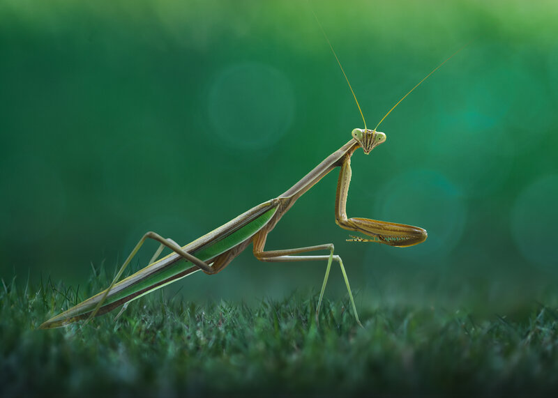 mantis, praying mantis, grass, wild, nature The watcher фото превью