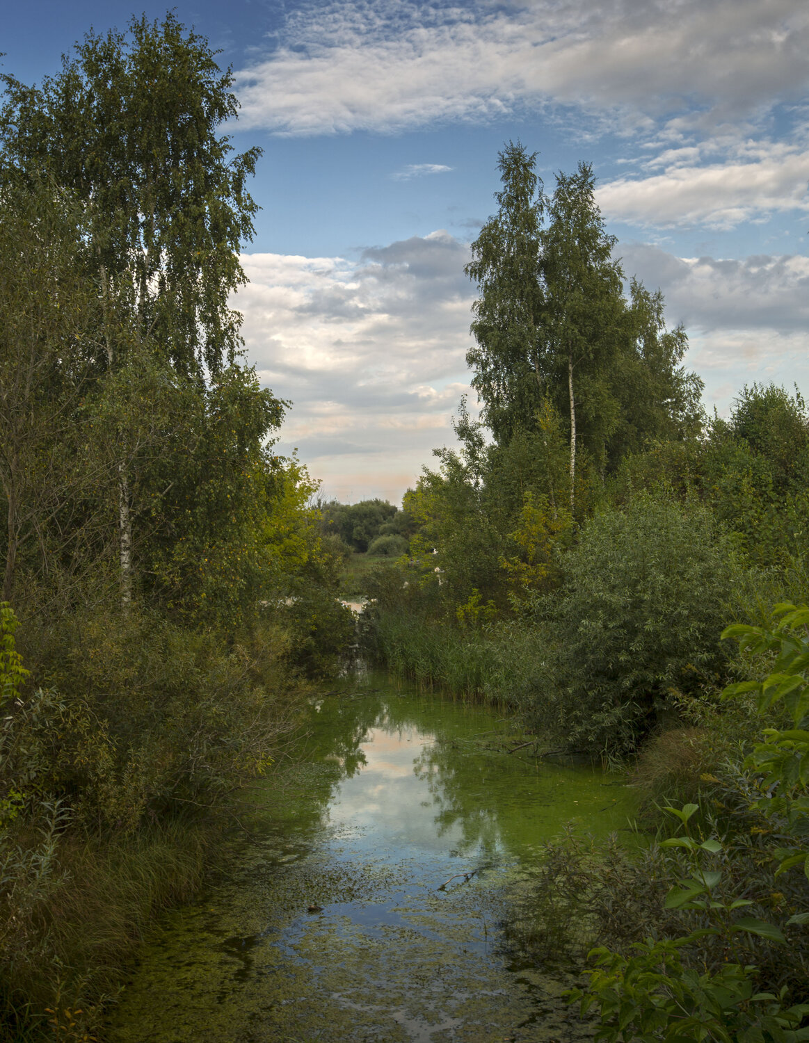 , cordovan
