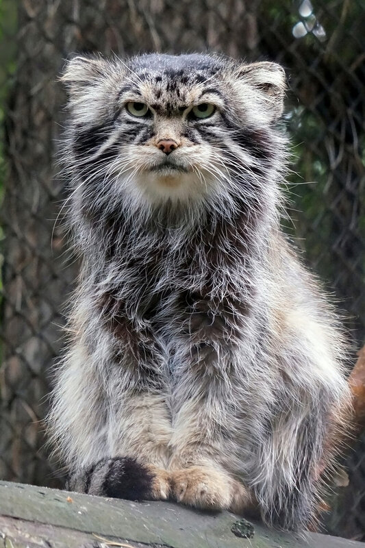манул, кот, животные, дикие животные Это Жора. фото превью